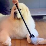 超大型犬2頭をシャンプーした後→抜け毛を掃除しようとしたら…『まさかの光景』が12万再生「迷惑そうなの草」「関係ない顔してるｗ」と爆笑(ブログ)