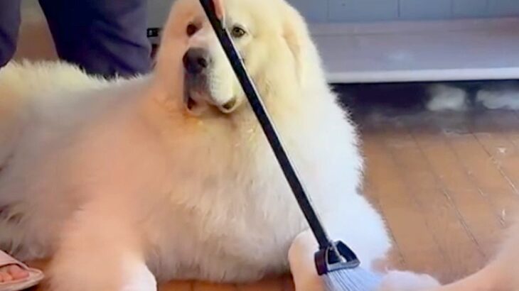 超大型犬2頭をシャンプーした後→抜け毛を掃除しようとしたら…『まさかの光景』が12万再生「迷惑そうなの草」「関係ない顔してるｗ」と爆笑(ブログ)