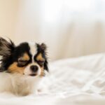 犬が『塩対応』になる5つの理由　飼い主に原因がある？素っ気なくなる愛犬の心理とは(ブログ)