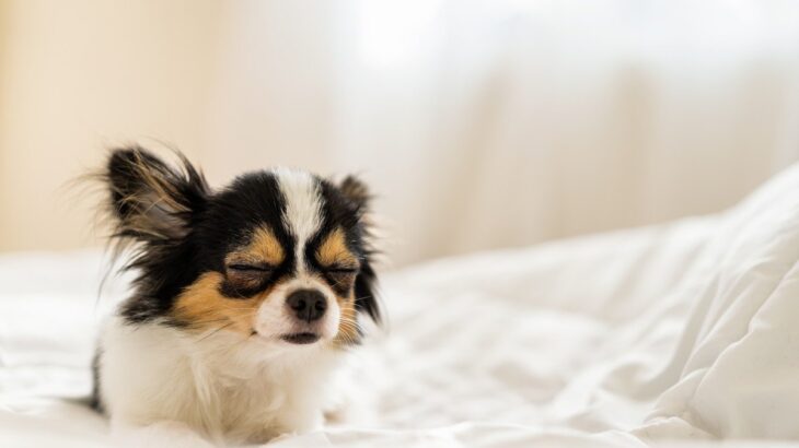 犬が『塩対応』になる5つの理由　飼い主に原因がある？素っ気なくなる愛犬の心理とは(ブログ)