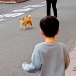 火災で離れ離れになった犬→３日ぶりの再会を果たした結果…涙が溢れる『あまりにも尊い瞬間』に「本当によかった」「泣けてきた」と感動の声(ブログ)