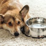 犬が『お水を飲まない』原因とは？飲みたがらないときに考えられる危険な症状まで(ブログ)