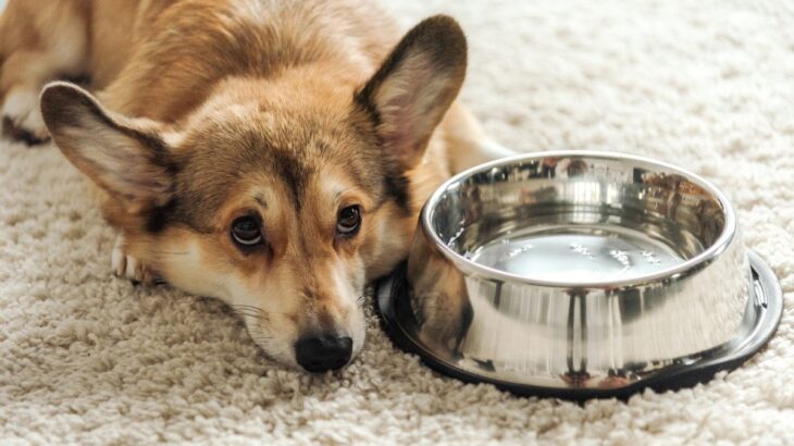 犬が『お水を飲まない』原因とは？飲みたがらないときに考えられる危険な症状まで(ブログ)