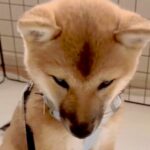 散歩前にトイレを失敗してしまった『赤ちゃん豆柴』…許さざるを得ない『愛おしすぎるリアクション』に「可愛いｗ」「反省してるｗ」と反響(ブログ)