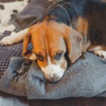 犬にとって『ストレス』になるNGお世話5選　飼い主の間違った行為が逆効果となることも…(ブログ)