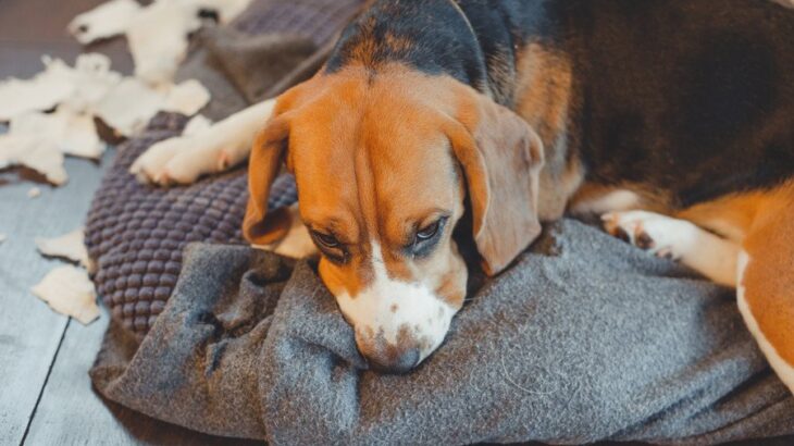 犬にとって『ストレス』になるNGお世話5選　飼い主の間違った行為が逆効果となることも…(ブログ)
