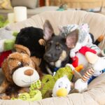 『長年の経験を持つ』犬の飼い主が絶対にしないこと5つ　参考にすべきお世話の基本とは？(ブログ)