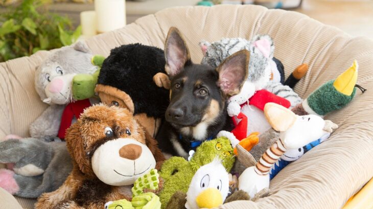 『長年の経験を持つ』犬の飼い主が絶対にしないこと5つ　参考にすべきお世話の基本とは？(ブログ)