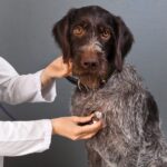 犬の心臓病について知っておくべきこと｜種類や主な症状、対処法を獣医がわかりやすく解説(ブログ)