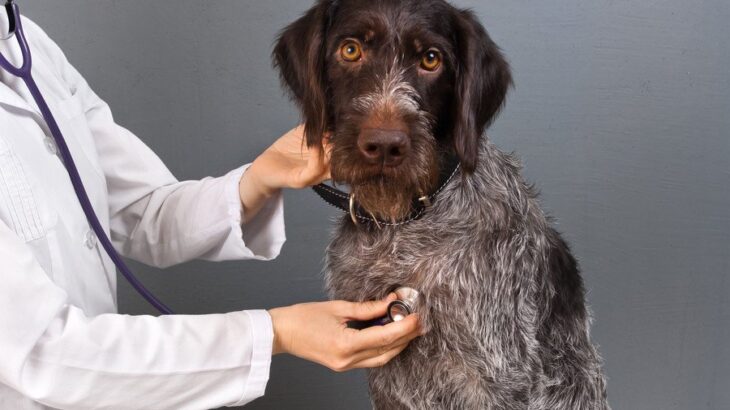 犬の心臓病について知っておくべきこと｜種類や主な症状、対処法を獣医がわかりやすく解説(ブログ)