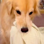 洗濯物を干しに行っていたら、昼寝から起きた大型犬が…まさかの理由で『ブチギレる光景』が8万再生「尊い」「イライラしてるの可愛い」と絶賛(ブログ)