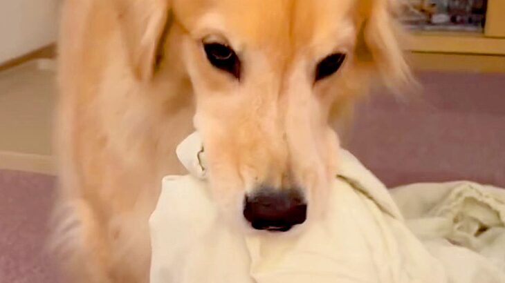 洗濯物を干しに行っていたら、昼寝から起きた大型犬が…まさかの理由で『ブチギレる光景』が8万再生「尊い」「イライラしてるの可愛い」と絶賛(ブログ)