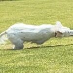 全力疾走をする大型犬→ギリギリを攻めすぎた結果…連写撮影がとらえた『まさかの光景』に3万いいね「そんなことあるｗ」「レースみたい」と反響(ブログ)