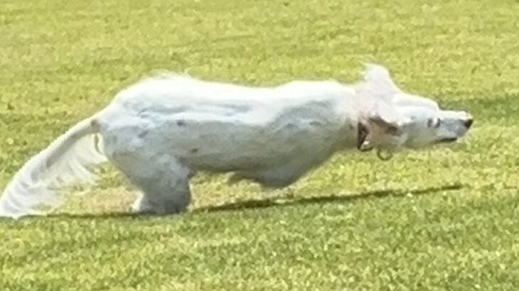全力疾走をする大型犬→ギリギリを攻めすぎた結果…連写撮影がとらえた『まさかの光景』に3万いいね「そんなことあるｗ」「レースみたい」と反響(ブログ)