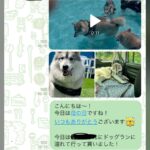 お義母さんに『大型犬が遊ぶ写真』をLINE→届いた返信が…想定外だった『まさかの疑い』に「倍はあって草」「なんて大きいモフモフｗ」の声(ブログ)