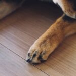 犬が『自分の足を噛んでいる』ときの原因3つ　病院に連れて行くべき？確認したいポイントまで(ブログ)