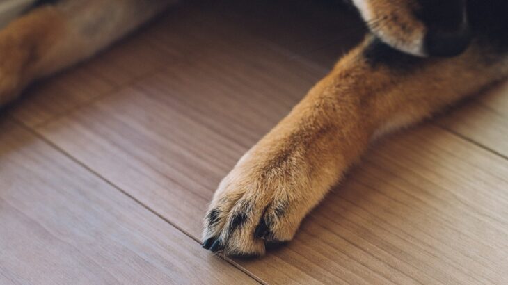 犬が『自分の足を噛んでいる』ときの原因3つ　病院に連れて行くべき？確認したいポイントまで(ブログ)