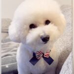 真っ白なフワフワ犬をトリミング→失敗してしまった結果…思わず吹いてしまう『衝撃的なビフォーアフター』に「爆笑したｗｗ」「優勝」の声(ブログ)
