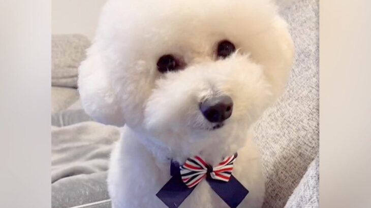 真っ白なフワフワ犬をトリミング→失敗してしまった結果…思わず吹いてしまう『衝撃的なビフォーアフター』に「爆笑したｗｗ」「優勝」の声(ブログ)