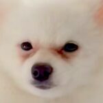 顔が原因で『５万円で売れ残っていた犬』を飼った結果…まるで別犬な『激変ビフォーアフター』が84万再生「こんな可愛く…」「すごい綺麗」(ブログ)