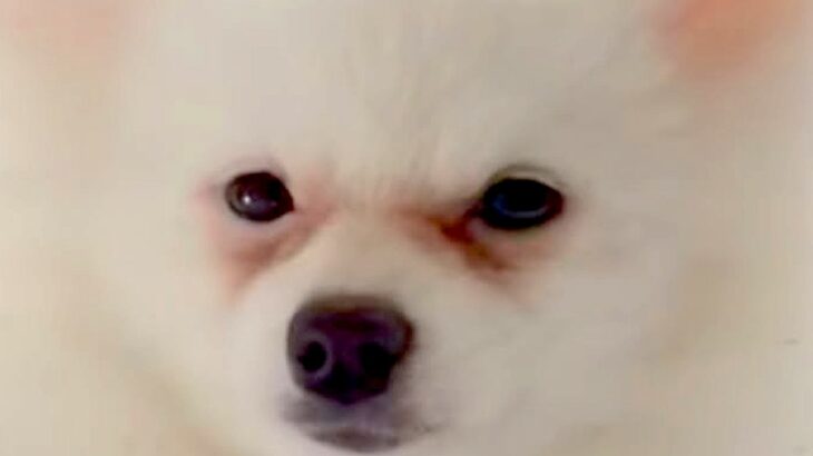 顔が原因で『５万円で売れ残っていた犬』を飼った結果…まるで別犬な『激変ビフォーアフター』が84万再生「こんな可愛く…」「すごい綺麗」(ブログ)