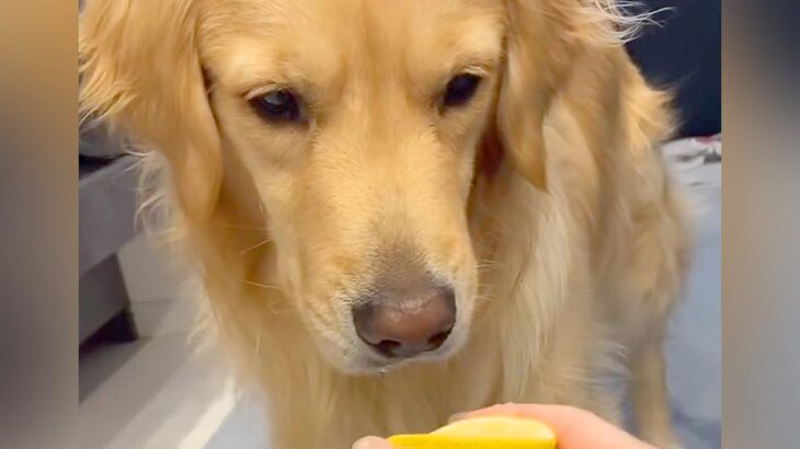 『大型犬にレモンを舐めさせた』結果→前まで喜んでいたのに…面白すぎる『まさかの顔芸』に「アプリのフィルターにありそうｗ」「可愛い」の声(ブログ)