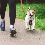 愛犬に『散歩が楽しい』と思わせる4つの方法　今日から始められる満足度を高めるコツとは(ブログ)