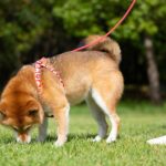 犬にストレスや苦痛を与える『ハーネス』4選　愛犬に適したものを選ぶポイントとは？(ブログ)