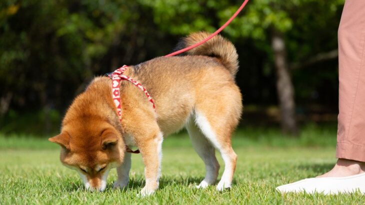 犬にストレスや苦痛を与える『ハーネス』4選　愛犬に適したものを選ぶポイントとは？(ブログ)
