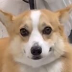 サロンでお手入れ中の退屈そうな犬→飼い主を発見した瞬間…100点満点な『尊すぎる表情』が57万再生「つられて笑顔になった」「可愛すぎ」(ブログ)