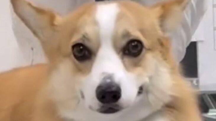 サロンでお手入れ中の退屈そうな犬→飼い主を発見した瞬間…100点満点な『尊すぎる表情』が57万再生「つられて笑顔になった」「可愛すぎ」(ブログ)
