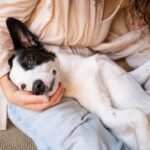 犬が『人の足の上に乗る』心理5選　なぜ飼い主に乗りたがるの？やめさせなくても大丈夫？(ブログ)
