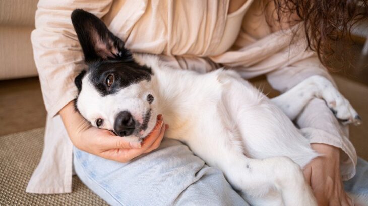 犬が『人の足の上に乗る』心理5選　なぜ飼い主に乗りたがるの？やめさせなくても大丈夫？(ブログ)