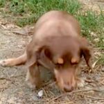 約5年前『椎間板ヘルニア』を発症した犬→上手に歩けず、リハビリし続けた結果…当時が嘘のような『現在の光景』に感動「小さい体で…」と称賛(ブログ)