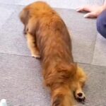 ヘルニアで両後ろ足が動かなくなった犬→毎日家族とリハビリをして…１年後、『まさかの光景』に「頑張る姿に涙」「本当によく頑張った」の声(ブログ)