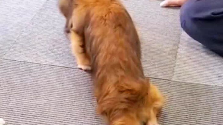 ヘルニアで両後ろ足が動かなくなった犬→毎日家族とリハビリをして…１年後、『まさかの光景』に「頑張る姿に涙」「本当によく頑張った」の声(ブログ)