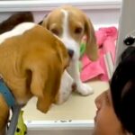 『生後５ヶ月で売れ残っていた犬』を飼った結果…１年後→様々な困難を乗り越えた光景』が24万再生「幸せそうな顔」「優しい家族で素敵」と絶賛(ブログ)