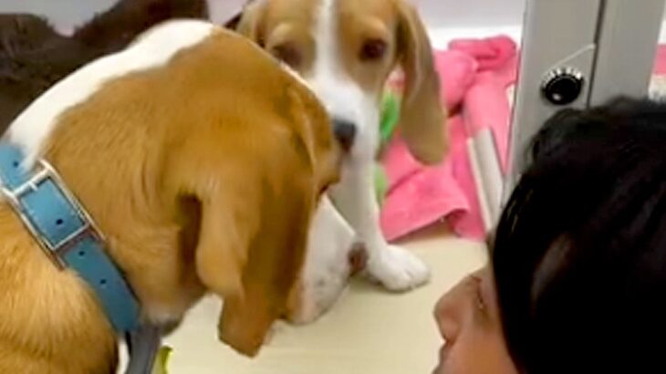 『生後５ヶ月で売れ残っていた犬』を飼った結果…１年後→様々な困難を乗り越えた光景』が24万再生「幸せそうな顔」「優しい家族で素敵」と絶賛(ブログ)
