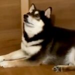 夜にお兄ちゃんが出かけようとすると、犬が扉の前にいて…想像以上に『必死に訴える姿』が可愛いと話題「親より厳しいｗ」「可愛すぎる」の声(ブログ)