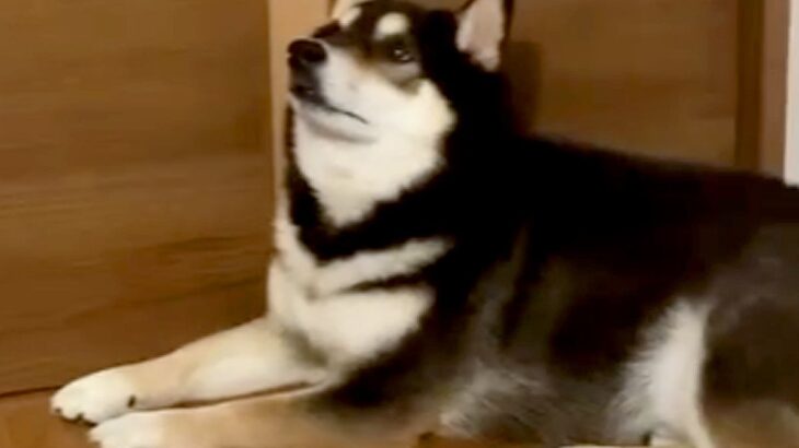 夜にお兄ちゃんが出かけようとすると、犬が扉の前にいて…想像以上に『必死に訴える姿』が可愛いと話題「親より厳しいｗ」「可愛すぎる」の声(ブログ)