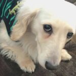 『すべてを恨んでいるような目で…』背中が禿げた悲しい表情の犬を保護→たくさん愛された結果『嘘のような変化』に涙「全然違う」「ありがとう」(ブログ)
