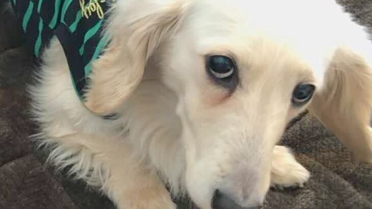 『すべてを恨んでいるような目で…』背中が禿げた悲しい表情の犬を保護→たくさん愛された結果『嘘のような変化』に涙「全然違う」「ありがとう」(ブログ)