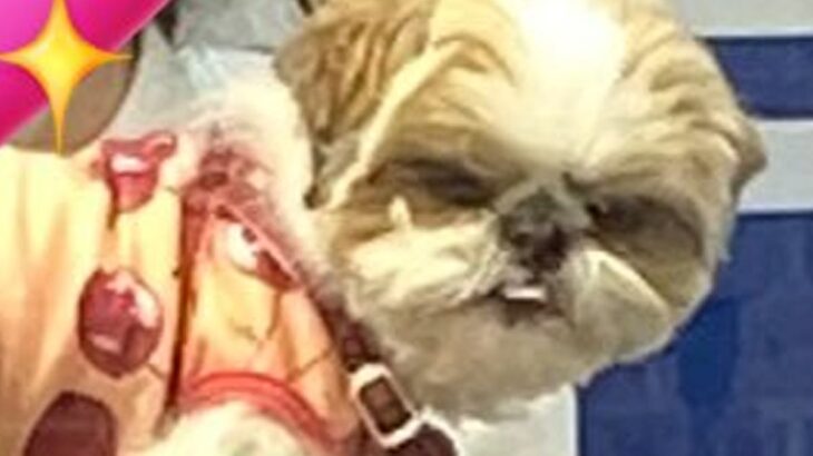 爪切りに連れて行った犬→ガラス越しに覗いてみたら…衝撃的な『まさかの表情』に2万いいね「よくも騙したな！って顔ｗ」「怒ってて草」と爆笑(ブログ)