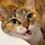 猫のことが大好きすぎる犬→お顔をパクリと食べてしまい…？衝撃的な『愛情表現』が55万表示「丸ごと食べちゃうの笑った」「私もするｗ」の声(ブログ)