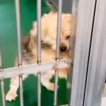 飼い主に裏切られ『殺してくれ』と持ち込まれた12歳の老犬…涙腺崩壊する『嘘のような現在の光景』が48万再生「辛かったね」「ありがとう」(ブログ)