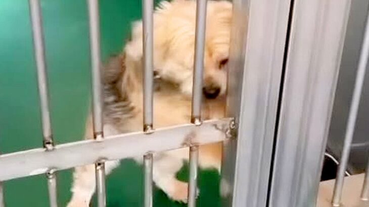 飼い主に裏切られ『殺してくれ』と持ち込まれた12歳の老犬…涙腺崩壊する『嘘のような現在の光景』が48万再生「辛かったね」「ありがとう」(ブログ)