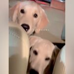 ２匹の大型犬を保護→帰りの車内では無表情で…当時が嘘のような『ビフォーアフター』が111万再生「愛されて育ったの伝わる」「幸せいっぱい」(ブログ)