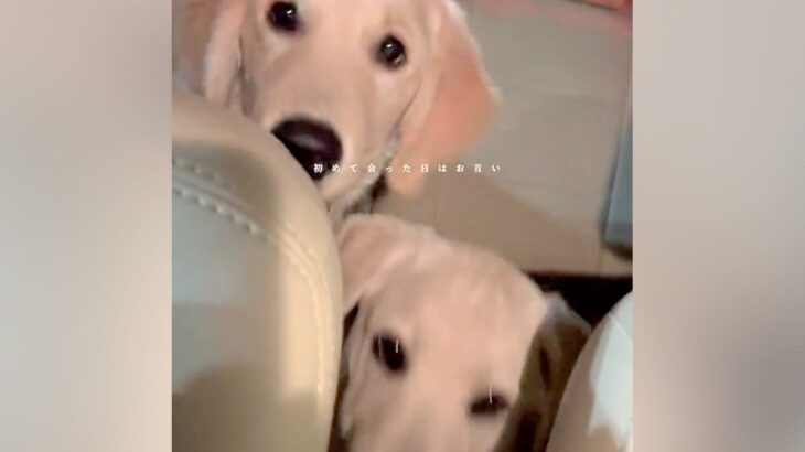 ２匹の大型犬を保護→帰りの車内では無表情で…当時が嘘のような『ビフォーアフター』が111万再生「愛されて育ったの伝わる」「幸せいっぱい」(ブログ)