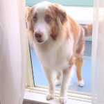 窓は開いているのにベランダから戻れなくて困っている犬→『律儀すぎる理由』と尊い光景が34万再生「優しい」「ちゃんと距離感わかってる」(ブログ)