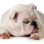 犬の膿皮症とは？種類や原因・症状の違い、治療法について獣医が解説(ブログ)